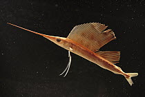 Sailfish (Istiophorus greyi) juvenile of popular sport fish