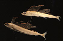 Marlin (Makaira mazara) juvenile pair haven't yet developed long bill