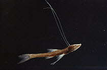 Tripodfish (Bathypterois grallator) uses its long fin rays as landing gear, springs across ocean floor bottom like a cricket