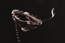 Black Sea Dragon (Idiacanthus antrostomus) fishing lure in front of mouth attracts prey, deep sea