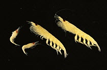 Krill (Stylocheiron maximum) shown along side larger Antarctic Krill (Euphausia superba) deep sea, Eastern Pacific