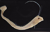 Oarfish (Regalecus glesne) reach eight meters in length, Eastern Pacific