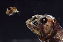 Viperfish (Chauliodus sp) chasing Hatchetfish (Sternoptyx sp) deep sea