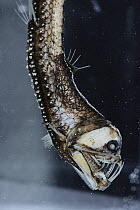 Viperfish (Chauliodus sloani) light organs in mouth and all along body, southeastern Pacific, deep sea