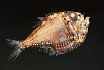 Slender Hatchetfish (Argyropelecus affinis) eyes look up, light plates on body counter illuminate creating no shadow, deep sea