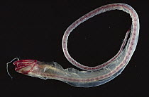 Black Sea Dragon (Idiacanthus antrostomus) cleared and stained to show bone in red and cartilage in blue, deep sea