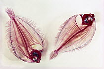 Speckled-tail Flounder (Engyophrys sanctilaurentia) cleared and stained to show bone (Red) and cartilage (Blue)