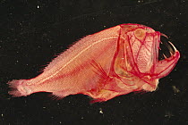 Fangtooth (Anoplogaster cornuta) cleared and stained to show bones (Red) and cartilage (Blue) deep sea
