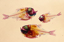 Slender Hatchetfish (Argyropelecus affinis) cleared and stained to show bones (Red) and cartilage (Blue) deep sea