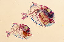 Slender Hatchetfish (Argyropelecus affinis) cleared and stained to show bones (Red) and cartilage (Blue) deep sea