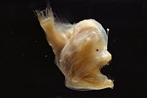 Murray's Abyssal Anglerfish (Melanocetus murrayi) juvenile, note the light organ used to attract prey in the deep sea