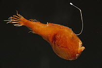 Triplewart Seadevil (Cryptopsaras couesii) a deep sea anglerfish uses fishing pole with luminous lure attracts prey