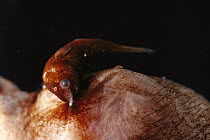 Devil Angler (Linophryne indica) fish, dwarf male attaches to large female and becomes a parasite