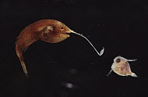 Cosmopolitan Whipnose (Gigantactis vanhoeffeni) a deep sea anglerfish with long fishing pole using bioluminescent lure attracts prey