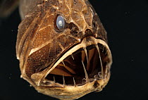 Fangtooth (Anoplogaster cornuta) adult portrait underwater showing open mouth and sharp teeth, Eastern Pacific
