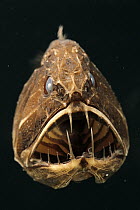Fangtooth (Anoplogaster cornuta) has bony, hard body, unlike most deep sea fish, Eastern Pacific