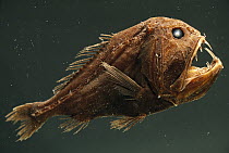 Fangtooth (Anoplogaster cornuta) has bony, hard body, unlike most deep sea fish, San Diego, California