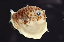 Ocean Sunfish (Mola mola) larvae