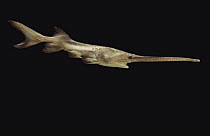 American Paddlefish (Polyodon spathula) can sense electrical fields with long paddle, native to Mississippi River drainage system