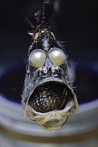 Slender Hatchetfish (Argyropelecus affinis) deep sea, San Clemente Basin, California