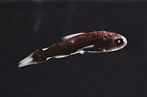 Lanternfish (Lampadena luminosa) note light pores near tail which confuse predators