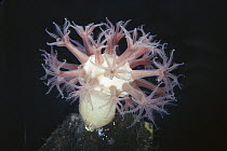 Mushroom Soft Coral (Anthomastus ritteri) deep sea species is white due to lack of any symbiotic algae (Zooxanthellae) in body, Monterey, California