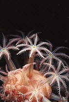Mushroom Soft Coral (Anthomastus ritteri) deep sea species is white due to lack of any symbiotic algae (Zooxanthellae) in body, Monterey, California