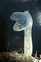 Tunicate (Megalodicopia hians) predatory deep sea species, Monterey, California