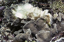 Lettuce Coral (Agariciidae) bleached, killed by high ocean temperatures and other causes, Caribbean