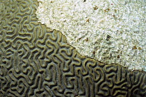 Brain Coral (Diploria sp) dying, white area has been bleached and covered by sediment Healthy coral colony is greenish-brown and clearly shows grooves