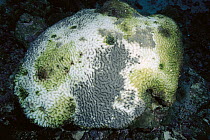 Brain Coral (Diploria sp) dying, white area has been bleached and covered by sediment Healthy coral colony is greenish-brown and clearly shows grooves