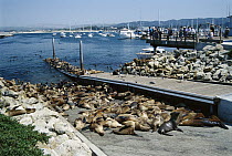 California Sea Lion (Zalophus californianus) group crowding piers and boat ramps due to overpopulation, Monterey, California