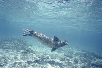 Hawaiian Monk Seal (Monachus schauinslandi), French Frigate Shoals, Hawaiian Islands