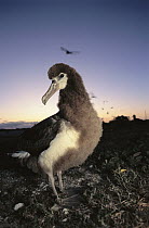 Laysan Albatross (Phoebastria immutabilis) fledgling chick, Hawaiian Islands National Wildlife Refuge, Hawaii