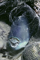 Bleeker's Parrotfish (Scarus bleekeri) sleeps in mucus net for defense, beak adapted for crunching coral, Fiji