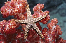Sea Star (Odontaster validus) on Soft Coral trees (Dendronephthya sp), Fiji