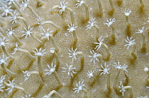 Leather Coral (Sarcophyton sp) detail of individual polyps, Fiji