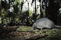 Nine-banded Armadillo (Dasypus novemcinctus) mammal with hard shell, burrows quickly, Florida