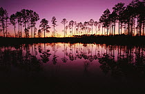 Cypress swamp at sunset, Okefenokee Swamp, Georgia