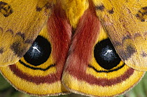 Io Moth (Automeris io) a member of the Giant Silkworm Moth family, eyespots may serve to scare away predators, Florida