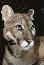 Florida Panther (Puma concolor coryi) portrait, close-up of head, Florida