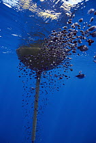 Buoy attracts great number of fish in deep water, Hawaii