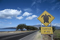 Road sign for Sea Turtle crossing, highway is too close to beach, turtles cross road to dig nests, Maui, Hawaii