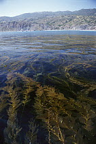 Kelp forest off Catalina Islands, Channel Islands National Marine Sanctuary, California