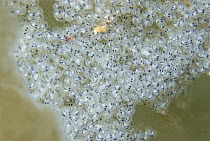 Bald Notothen (Pagothenia borchgrevinki) eggs in hole in grounded iceberg, notothenioid fish has glycoproteins for antifreeze in blood to keep from freezing, Antarctica