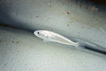 Bald Notothen (Pagothenia borchgrevinki) living in iceberg, notothenioid fish has glycoproteins for antifreeze in blood to keep from freezing, silvery color acts as camouflage, Antarctica