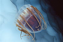Jellyfish (Periphylla periphylla) in Antarctica, widely distributed and abundant in deep water, worldwide