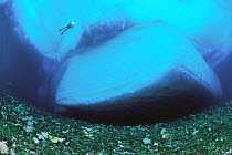 Scuba diver exploring grounded iceberg, calved from front of glacier, drifted into coast and locked in by sea ice, Antarctica