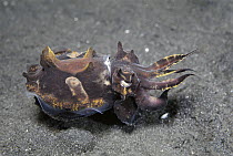 Flamboyant Cuttlefish (Metasepia pfefferi) can change colors and releases milky toxin that stuns predators, Sulawesi, Indonesia
