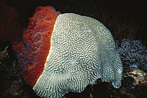 Brain Coral (Diploria sp) colony partially taken over by sponge, which may eventually cover the entire coral, Indonesia